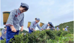 强化政策引导，助力六堡茶产业提档升级