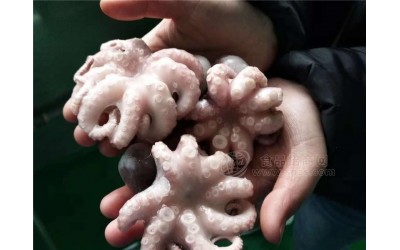 批发短腿八爪鱼 漂烫小章鱼
