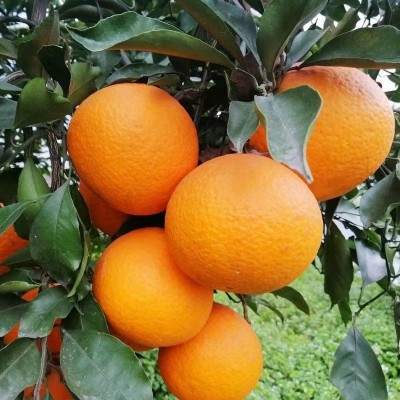 四川青见柑橘当季新鲜橙桔9斤酸甜多汁应季桔子孕妇水果现摘现发