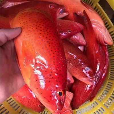 深海东星斑鲜活冷冻东星斑石斑鱼红斑燕尾斑鱼批发 一件代发