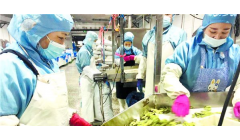 【厚植沃土添活力】黑土生金，冰城优质农产品旺销海内外｜高泰食品立足“农头工尾”打造强企富农全产业链条
