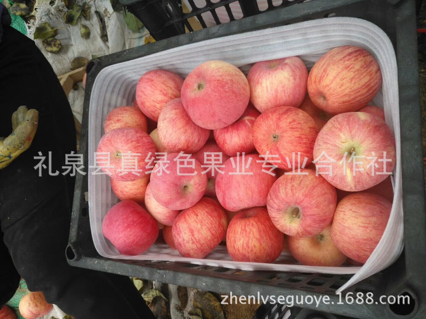 延安山地苹果