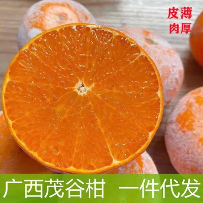 广西武鸣茂谷柑当季水果桔子新鲜橘子非沃柑汁水充足贡柑现摘