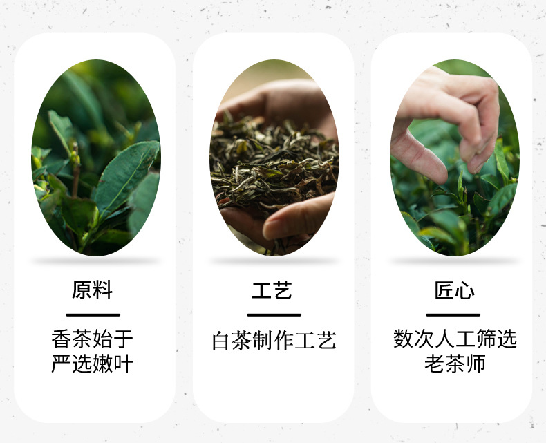 白茶制作工艺qq.jpg