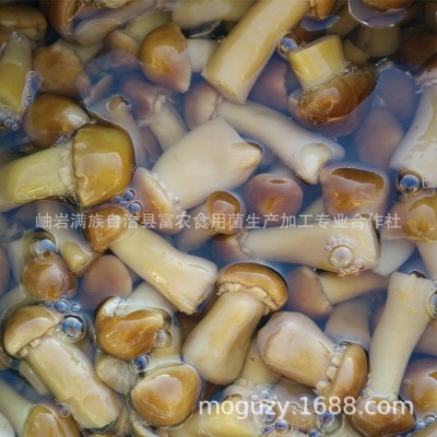 盐水蘑菇厂家直销新鲜大球盖菇姬松茸肉厚肥美火锅巴西菇散装切块