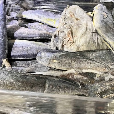 海鹏 鬼头刀鱼 进出口冷冻水产品加工 大小均匀规格分明