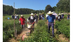 这样的技术交流真实用——湘鄂两地共话茶产业高质量发展