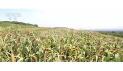 小米金灿灿+万寿菊丰收 多地特色农业助增收促振兴