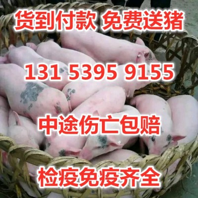 浙江仔猪批发 常年供应 防疫到位 二元三元猪 长白猪杜洛克猪大