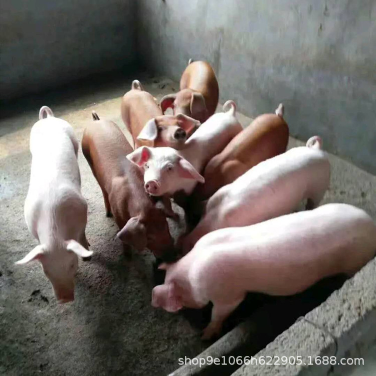 微信图片_20200505120158_副本.jpg