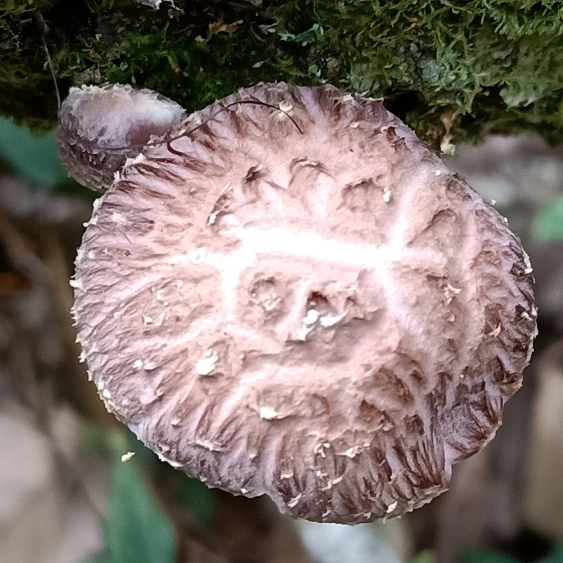 干香菇9