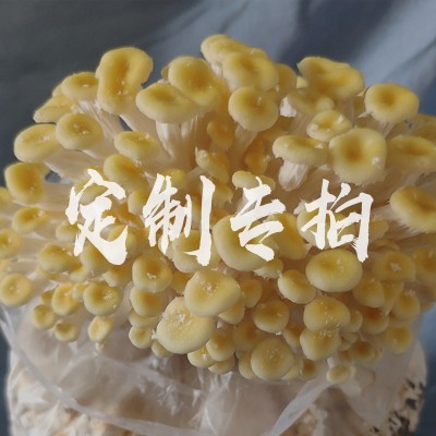 蘑菇种植包菌种菌包家种菌菇香菇黑平菇家庭食用新鲜种子儿童礼品