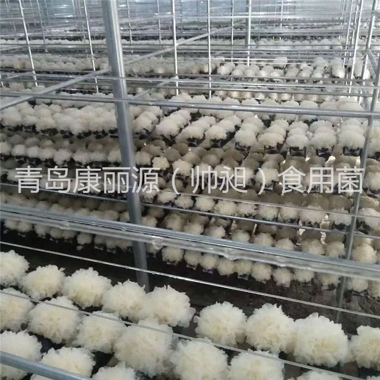 银耳菌棒