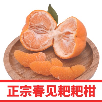 四川春见耙耙柑 春见柑橘耙耙柑四川柑橘新鲜水果应季水果批发