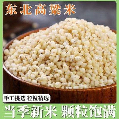 东北高粱米500克2023年新米五谷杂粮粗粮酿酒食用农家白高粱米
