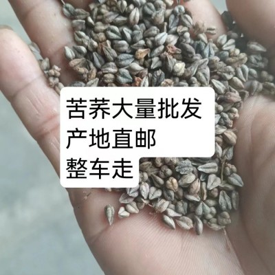 苦荞麦种子苦荞原材料灰苦荞五谷杂粮三角荞麦酿酒酿醋喂鸟磨面