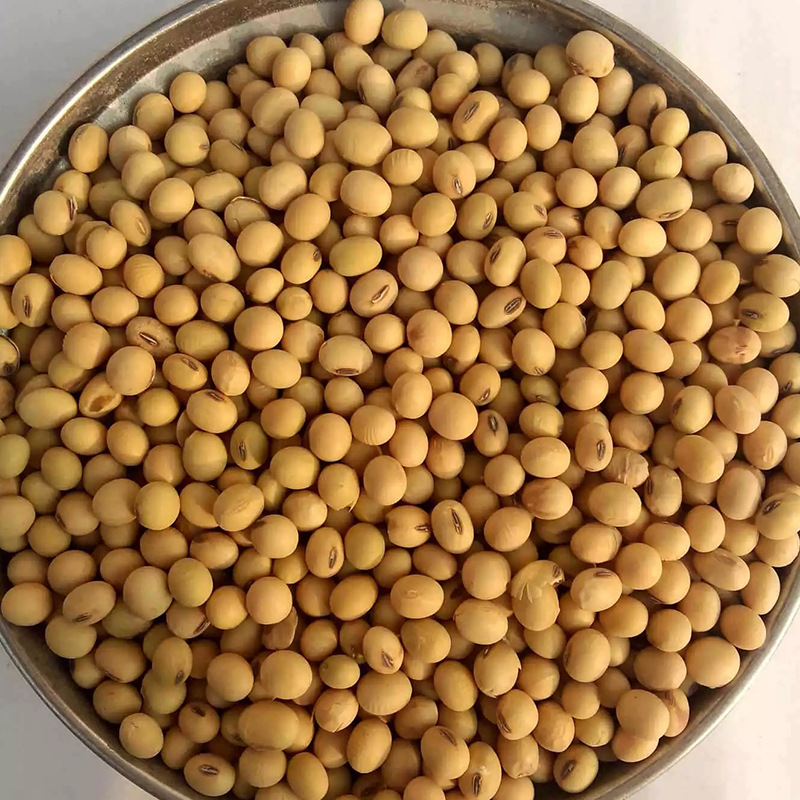 圆黄豆