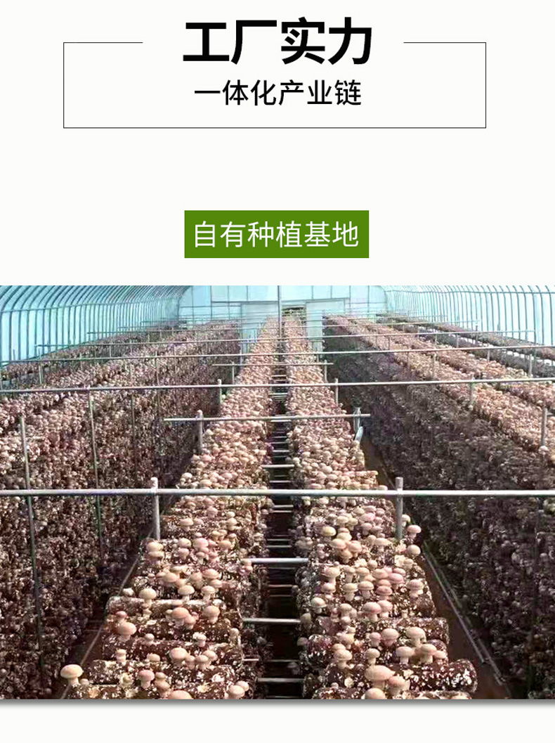 香菇_13.jpg
