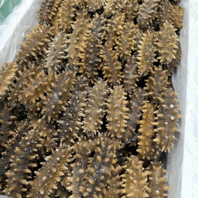 现货批发大连鲜活辽参海参鲜食海参500g即食海参刺参