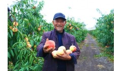 新沂水蜜桃传奇：甜蜜产业，“硬”闯市场