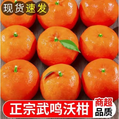 【12月中有货】正宗武鸣沃柑现摘速发非砂糖橘商超品质非丑橘耙耙