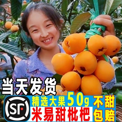 枇杷大果新鲜琵琶水果琵笆琵芭特级大五星批把鲜果团购电商代发