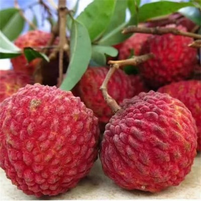 妃子笑荔枝5斤3斤新鲜水果当季现摘爆甜桂花荔枝大果团购整箱代发