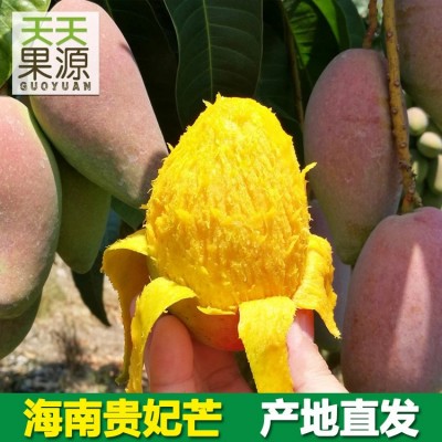 产地直发海南贵妃芒9斤装整箱新鲜芒果 贵妃当季水果批发一件代发