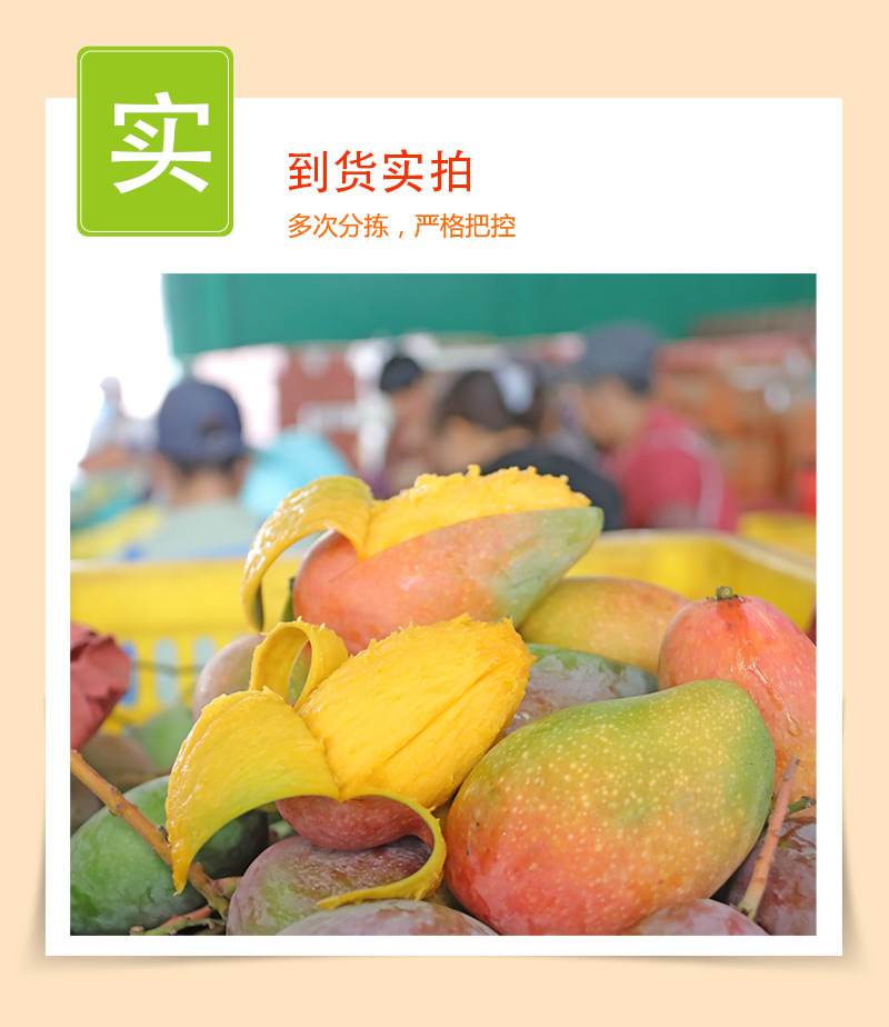 海南贵妃芒_06