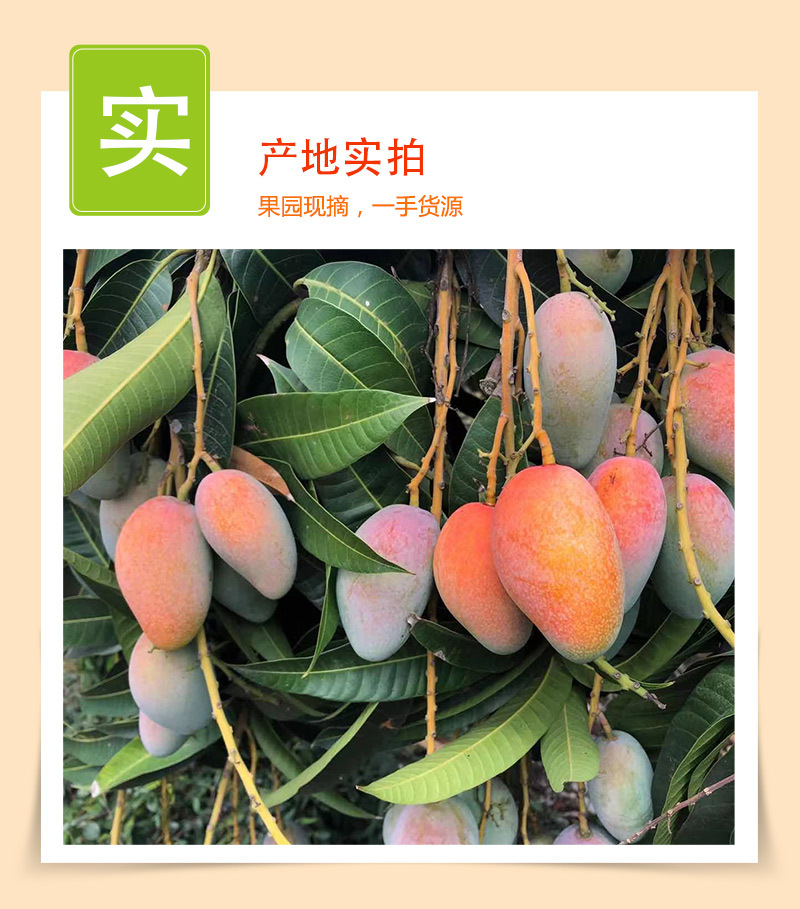 海南贵妃芒_05