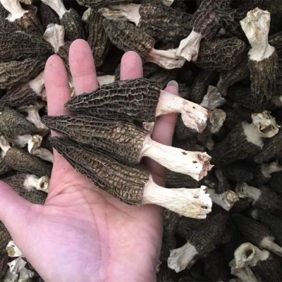 2022云南特产带脚羊肚菌1000g批发5-7cm带柄羊肚菌山珍菌菇干货