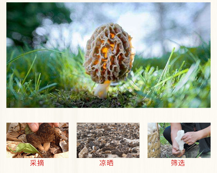 羊肚菌_04