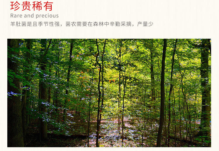 羊肚菌_08