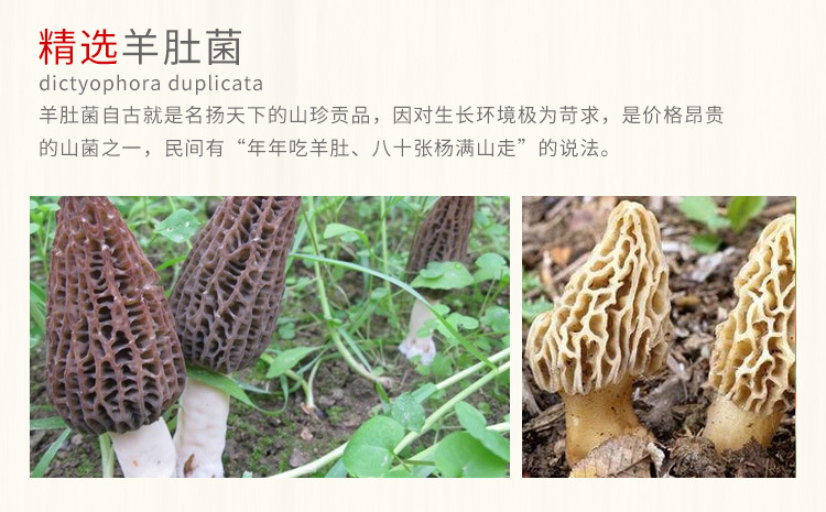 羊肚菌_05