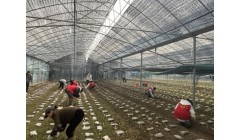 江西黎川县羊肚菌撑起一方致富伞