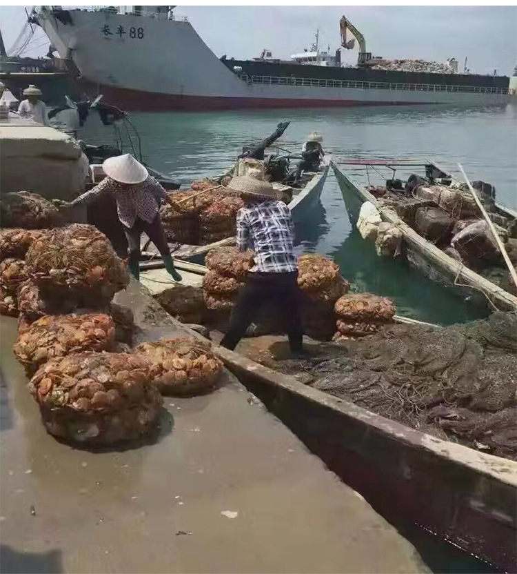干贝详情_13