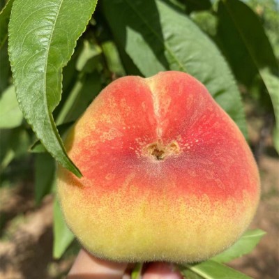 【王母蟠桃 毛蟠桃】陕西当季新鲜水果软硬两吃非水蜜桃5斤代发