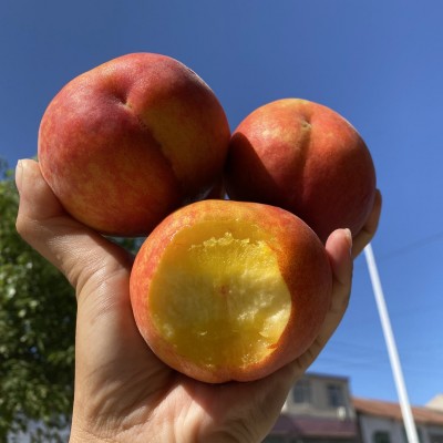 【湖北露天黄金蜜黄桃彩虹蜜桃】老树蜜桃非血桃5斤新鲜水果代发