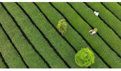 大悟：她用茶叶撬动乡村振兴大产业！
