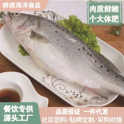 新鲜海鲈鱼鲜活鲈鱼食用鲈鱼海鲜冰鲜鱼七星半成品烤鱼商用