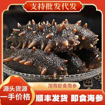 阜实商贸海鲜批发大连即食海参500g 辽参刺参 海参海鲜水产干货