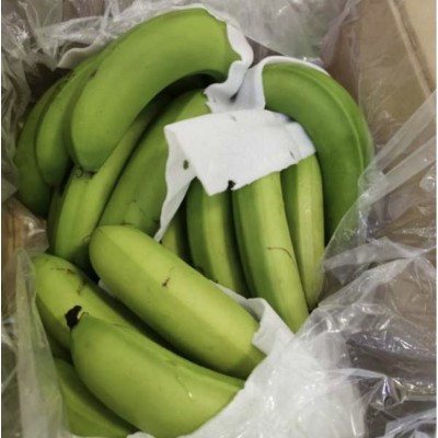 禁止焦虑带杆小米蕉 代发办公室绿水培绿植可食用可观赏厂家直发