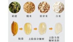 你天天吃的大米，你真的了解它吗？