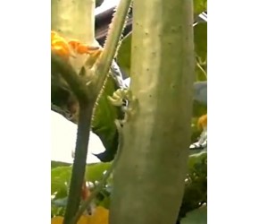 好吃好看的蔬菜