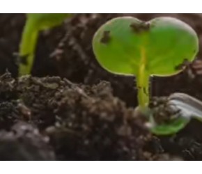 蔬菜种植