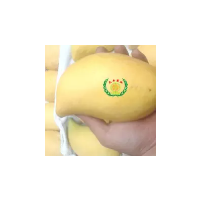 缅甸芒果特大果