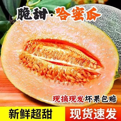 源头供应哈密瓜西州蜜哈密瓜晓蜜25号当季蜜瓜包邮一件代发