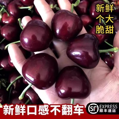 顺丰源头供应樱桃车厘子新鲜水果包邮批发一件代发不零售