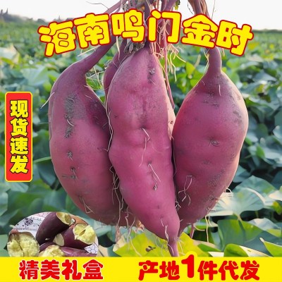正宗海南鸣门金时地瓜新鲜番薯农家澄迈桥头沙地板栗红署一 件代发