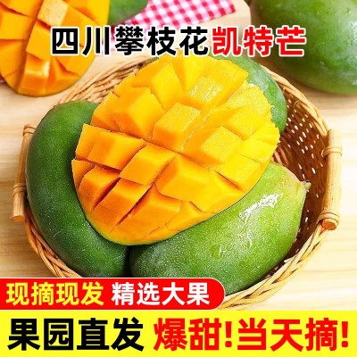 攀枝花凯特芒新鲜水果芒果新鲜水果现摘现发9斤包邮一件代发